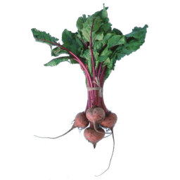 Beetroot Bunch