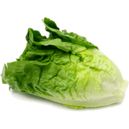 Cos Lettuce