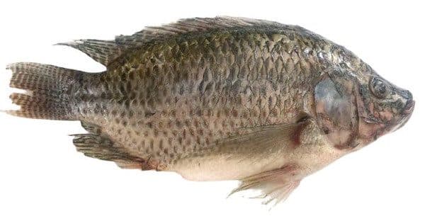 Tilapia 1UP - Frozen (per kg)