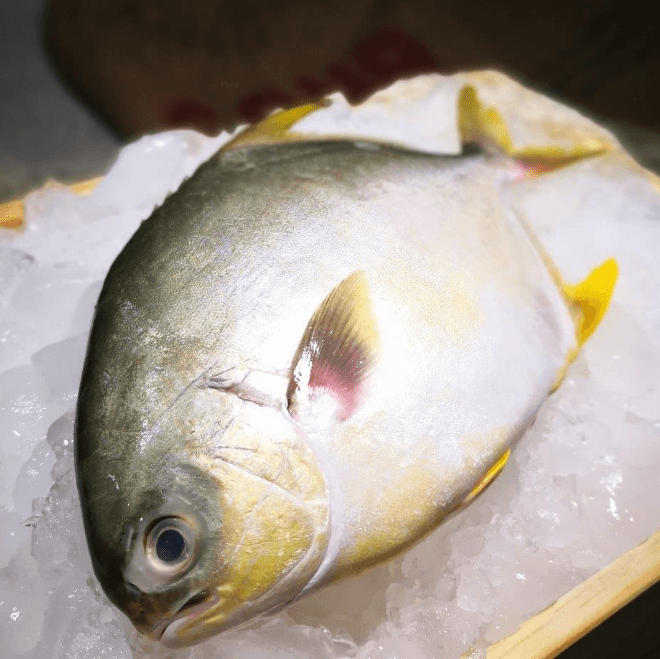 Golden Pomfret 5-7 - Frozen (per kg)