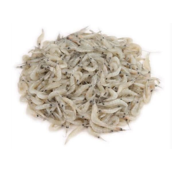 Gura Chingri (Frozen)