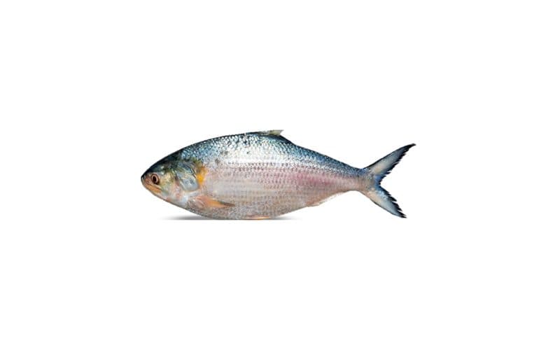 Hilsha (Ilish) 2kg+ - Large, Whole (Pre-Order)