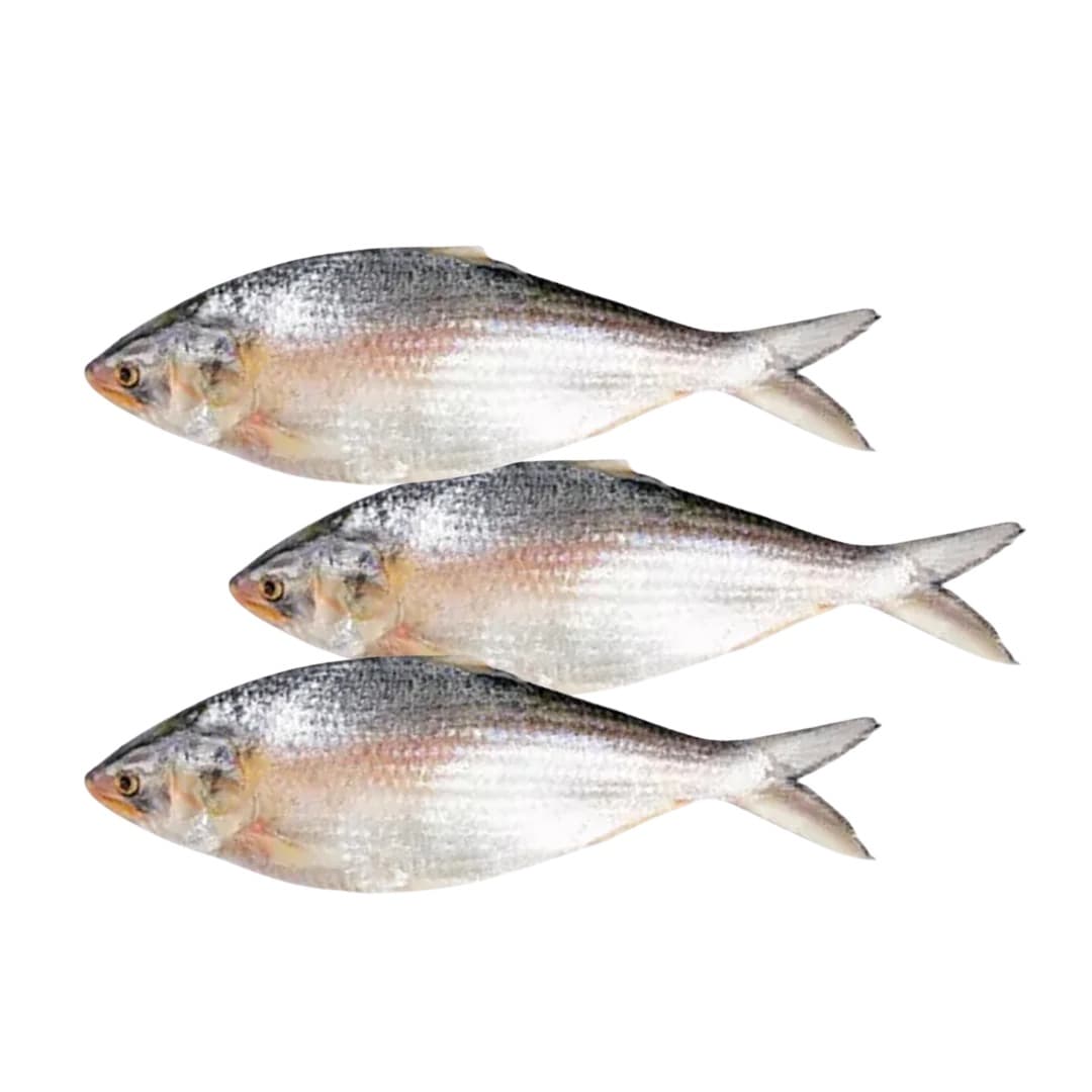 Hilsha (Ilish) - Frozen (per kg)