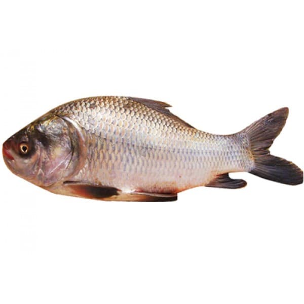 Katla - Frozen (per kg)