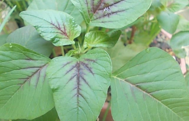 Lal Shak (Red Amaranth, Fresh Bunch)
