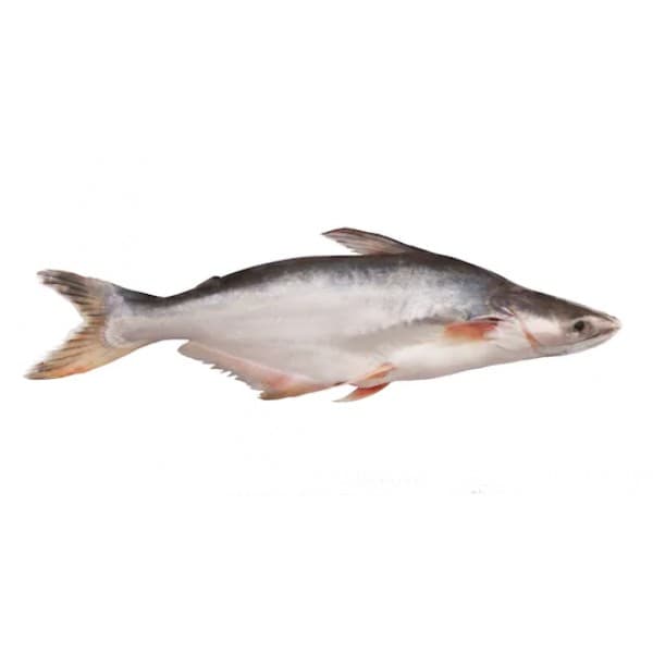 Pangas (Pangasius) 6kg+ - Large, Whole (Pre-Order)