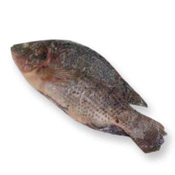 Tilapia - Frozen