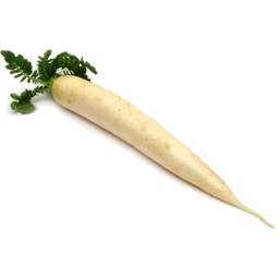 White Radish