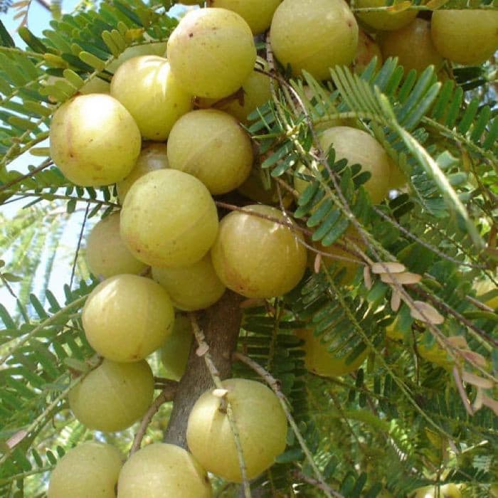 Golden Harvest Amla / Gooseberry 300g (Frozen)